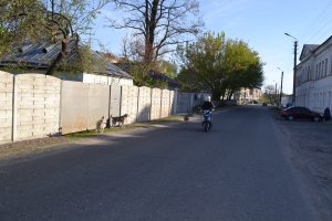 На вулиці Можайській безпритульні собаки на скутериста не звертають уваги