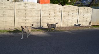 До уваги власників собак міста Переяслава-Хмельницького!