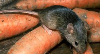 Лептоспіроз: як уникнути пацюкової хвороби
