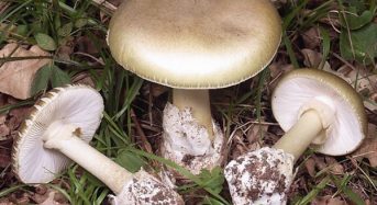 Грибна пора на Київщині, обережно – отруйні гриби