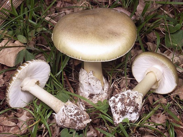Відомі популярні види грибів у Ленінградській області