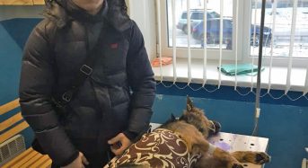 В місті Переяславі-Хмельницькому тривають заходи з реалізації проекту стерилізації безпритульних собак.
