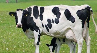 До уваги аграріїв! Термін подання документів для отримання дотації на корів продовжено до 1 травня