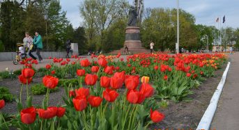 В Переяслав-Хмельницькому на клумбах центрального майдану рясно зацвіли тюльпани (Фотофакт)