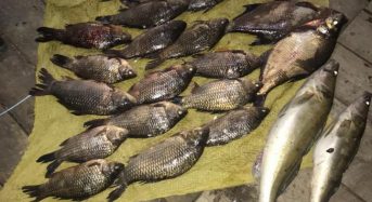 На Київщині виявлено браконьєрів, які здійснювали вилов нерестової риби промисловими сітками