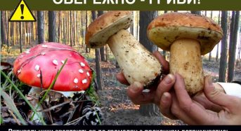 Як не отруїтися грибами