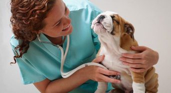 Привітання з нагоди Дня працівників ветеринарної медицини