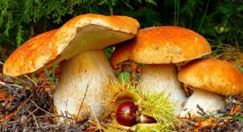 Сезон грибів відкрито. Як уникнути отруєння?