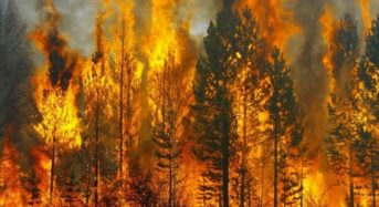 Шановні переяславці, дотримуйтеся правил пожежної безпеки у лісових масивах