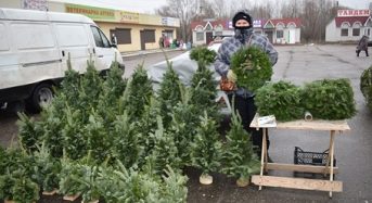 У Переяславі розпочався продаж живих новорічних дерев