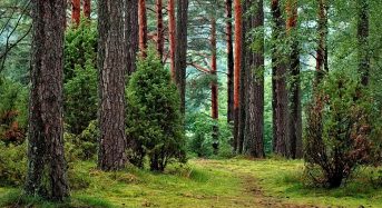 Розпорядження голови КОДА “Про заходи щодо охорони лісів Київської області від незаконних рубок та інших порушень лісового законодавства”