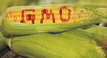 Про використання ГМО в насінництві та розсадництві