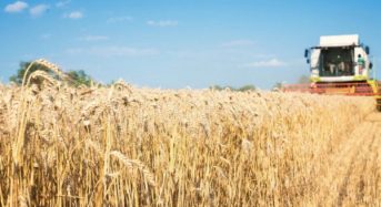 Вдвічі менший урожай і непрогнозована посівна: ситуація із зерном в Україні