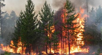 Попередження пожеж у природних екосистемах