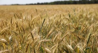 Міський голова підписав розпорядження “Про забезпечення охорони врожаю зернових культур та грубих кормів від пожеж у 2023 році”
