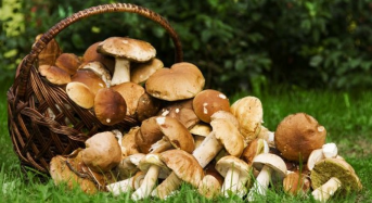 Мешканців Київщини застерігають щодо вживання дикорослих грибів – брифінг КОВА