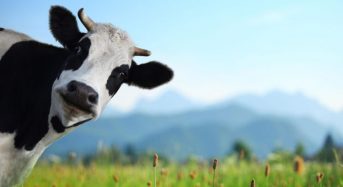 ОГОЛОШЕННЯ  про умови проведення конкурсу  з визначення підтримки надання дотації фізичним особам за утримання корів