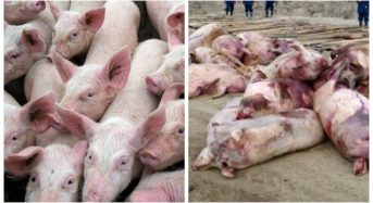Для недопущення  випадків  захворювання  свиней на африканську  чуму необхідно…