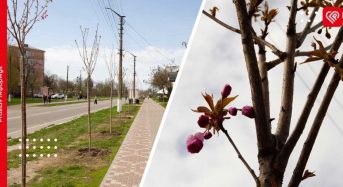 На головній вулиці Переяслава висаджують сакури: триває озеленення міста за кошти з екоподатку
