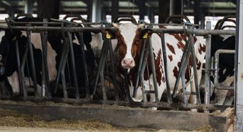 Як фізичним особам отримати дотацію з обласного бюджету за утримання корів
