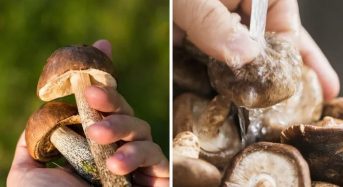 Чистити гриби від шкірки чи ні? Головне правило грибника, яке збереже смак страви