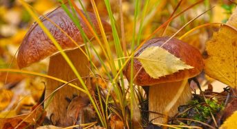 Які гриби краще збирати у вересні на Київщині