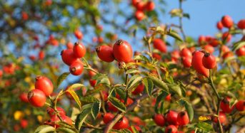 18 вересня: церковне свято сьогодні, три “не можна” цього дня
