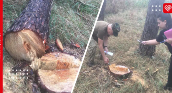 Переяславські комунальники виявили незаконну вирубку лісу: поліція проводить розслідування