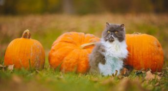 23 жовтня на українців чекає один із найтепліших днів тижня