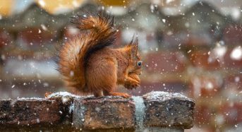 Мокрий сніг і похолодання: синоптик розповів, яка погода чекає на українців у листопаді