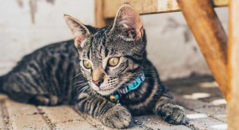 Чи потрібно кішкам носити нашийник: ветеринари пояснили всі за і проти