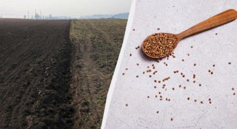 В Україні скорочуються посіви гречки: чи чекати українцям дефіциту крупи