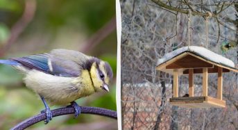 Чому синиці їдять сало та як їх правильно підгодовувати: пояснення орнітолога