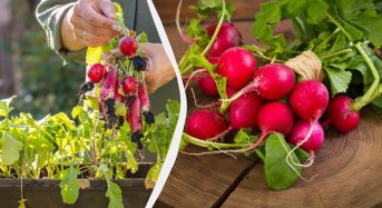 Як виростити редис у квартирі за 25 днів: досвідчені садівники поділилися порадами