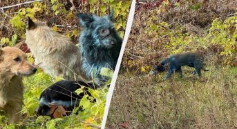 В районі Чорнобиля зафіксували синіх собак: дослідники припустили, що сталося