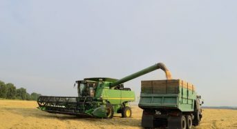 Пшениці вдосталь: аграрії прогнозують стабільність на внутрішньому ринку