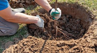 Чому осінь ідеальний час для посадки дерев? І як доглядати за деревами восени