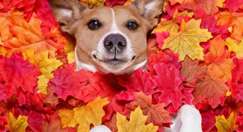 16 жовтня: церковне свято сьогодні, чому цього дня не можна сидіти вдома