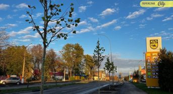 У Переяславі висаджують платани уздовж вулиці Покровської: що відомо про ці дерева