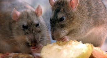 Захистіть себе від лептоспірозу