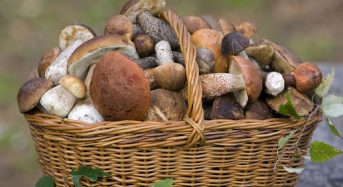 Із 01.10.2025 р. по 17.10.2025 р. на території Бориспільського району зафісовано 4 випадки отруєння дикорослими грибами