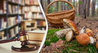 Зрізали гриб – отримали штраф: за що в 2025 році каратимуть грибників