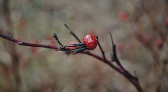 Місячний посівний календар на листопад 2025 року: коли і що ще можна посіяти, чим займатися в саду і на городі