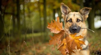 Яке сьогодні, 12 листопада, свято — все про цей день, яке церковне свято, що не можна робити