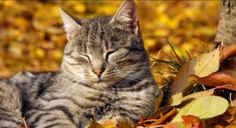 Яке сьогодні, 7 листопада, свято — все про цей день, яке церковне свято, що не можна робити