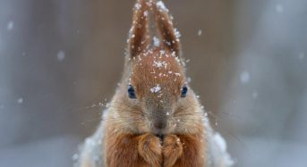 Погода у грудні: синоптик розповів, коли в Україну прийде сніг з морозами