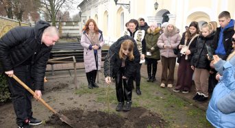 Саджанець нащадка дуба Сковороди висадили в Переяславі, його передали музейники з Харківщини