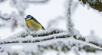 Про дуже холодну погоду по Київщині 01-03 лютого 2026 року