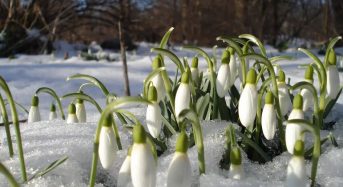 На цьому тижні в Україні почнеться метеорологічна весна – синоптик