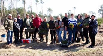 На землях комунальної власності висадили 5000 саджанців сосни звичайної